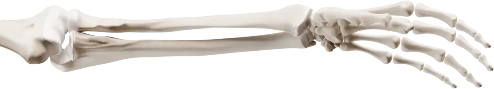 Forearm
