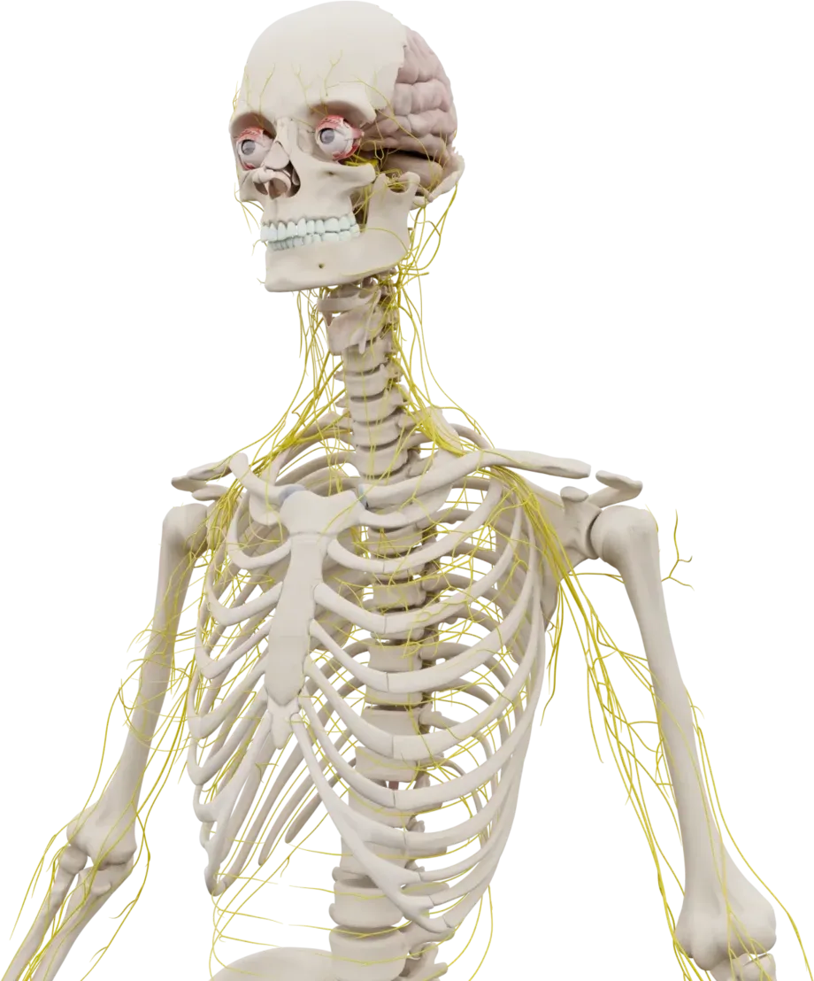 Nerves