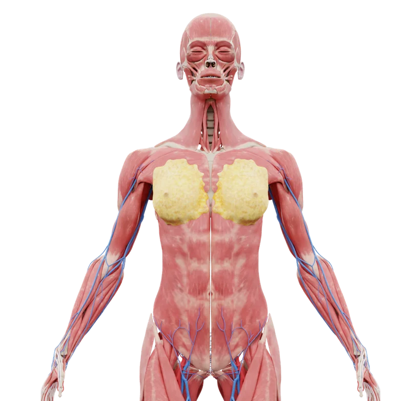 3D anatomy model